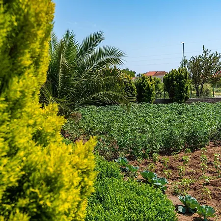דירה Family-friendly With Swimming Pool Nin, Zadar - 18821 *